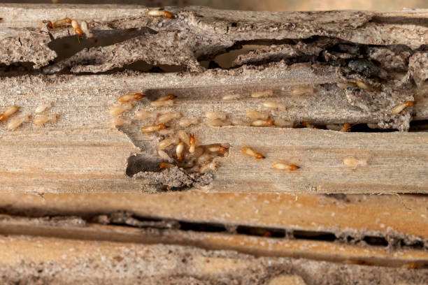 Best Pest Inspection Near Me  in Johnsburg, IL